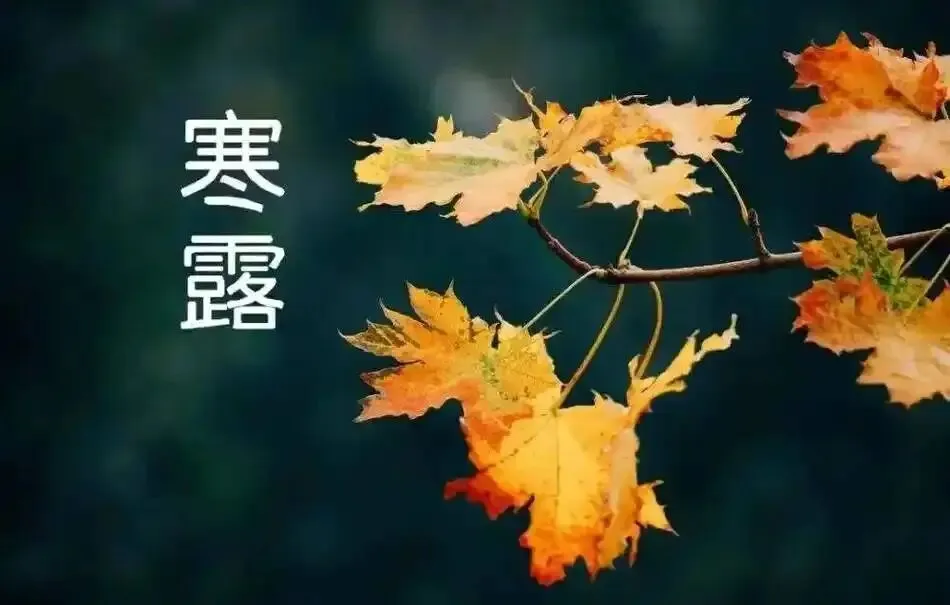 ＂初一寒露后,衣裳不晓顾;初一寒露前,雪大不见路＂,今年寒露在哪?-第4张图片-四季读书网