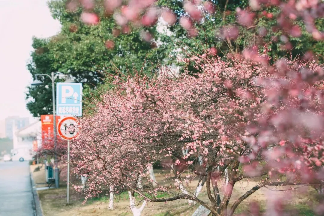助力高考 | 浙江育英职业技术学院与你同奋进,共筑梦,速戳了解历年录取情况!-第6张图片-四季读书网