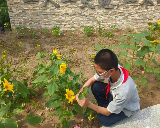 向阳而生 向光而绽——面向初三学生的陪伴成长跨学科主题学习实践案例-第15张图片-四季读书网 向阳而生 向光而绽——面向初三学生的陪伴成长跨学科主题学习实践案例-第15张图片-四季读书网