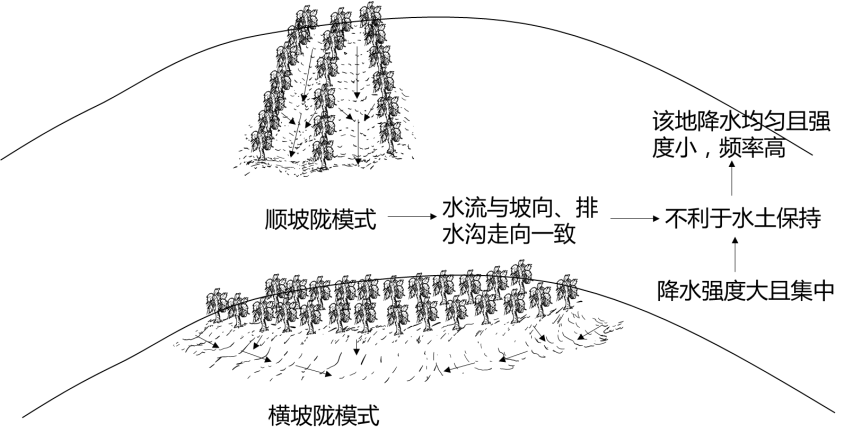 打卡高考 | 顺坡垄方式种植葡萄(2103)-第8张图片-四季读书网