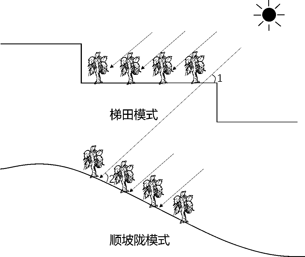 打卡高考 | 顺坡垄方式种植葡萄(2103)-第9张图片-四季读书网