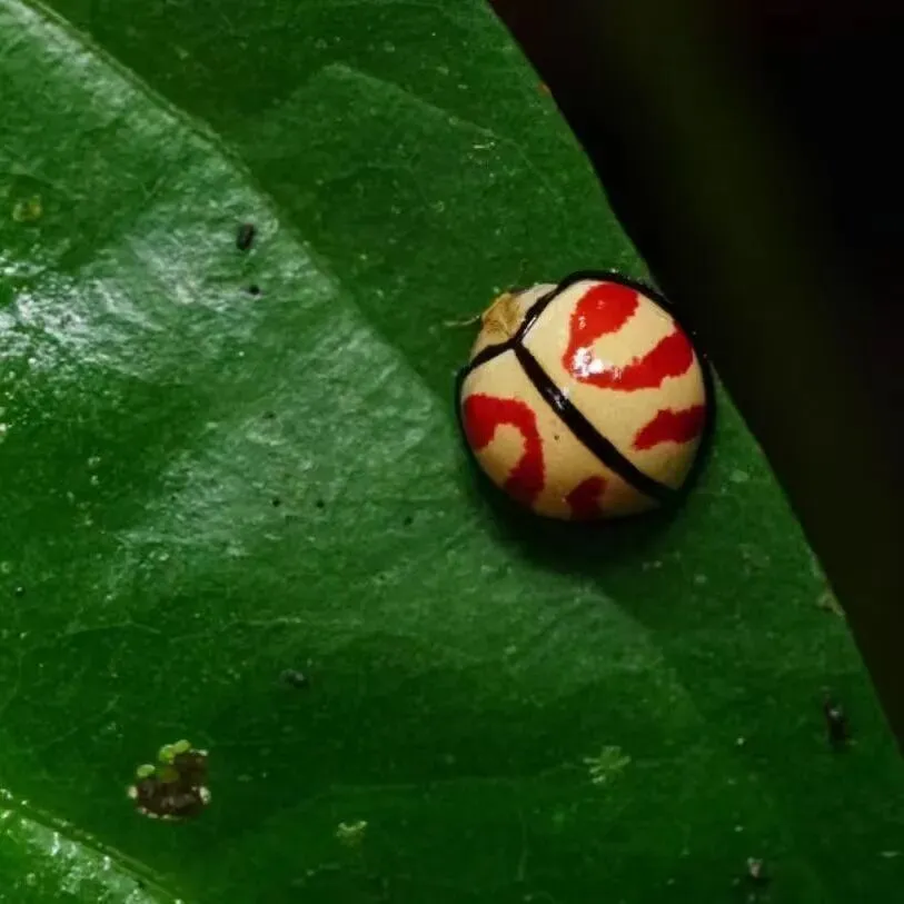 【寒假·春节档】2.8-2.13(初三-初八)西双版纳!独家升级路线!地图之外,未至之境 深探那些未被旅行定义的版纳丛林-第2张图片-四季读书网