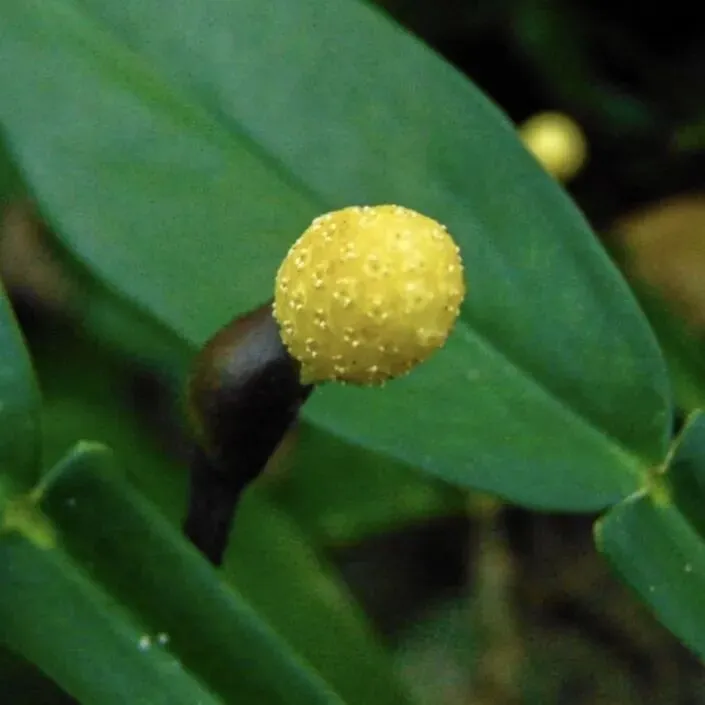 【寒假·春节档】2.8-2.13(初三-初八)西双版纳!独家升级路线!地图之外,未至之境 深探那些未被旅行定义的版纳丛林-第22张图片-四季读书网