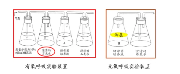 高考生物实验易错知识点归纳!-第2张图片-四季读书网 高考生物实验易错知识点归纳!-第2张图片-四季读书网