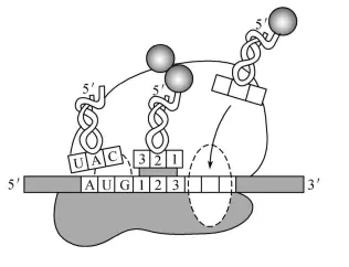 生物高考真题 | 2023年高考生物真题(江苏卷)-第4张图片-四季读书网