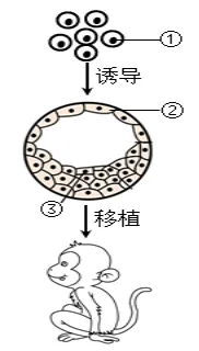 生物高考真题 | 2023年高考生物真题(江苏卷)-第8张图片-四季读书网