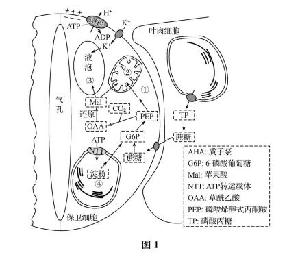 生物高考真题 | 2023年高考生物真题(江苏卷)-第9张图片-四季读书网