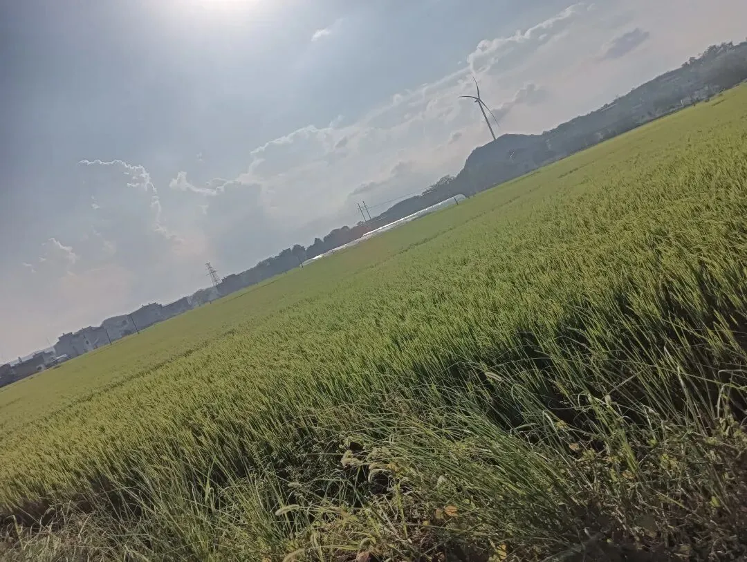 初三第一次月考,和初一初二真的不一样-第1张图片-四季读书网