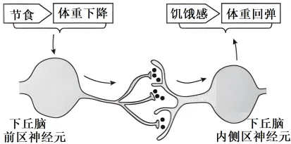 生物高考真题 | 2023年高考生物真题(河北卷)-第3张图片-四季读书网 生物高考真题 | 2023年高考生物真题(河北卷)-第3张图片-四季读书网