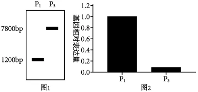 生物高考真题 | 2023年高考生物真题(河北卷)-第10张图片-四季读书网 生物高考真题 | 2023年高考生物真题(河北卷)-第10张图片-四季读书网