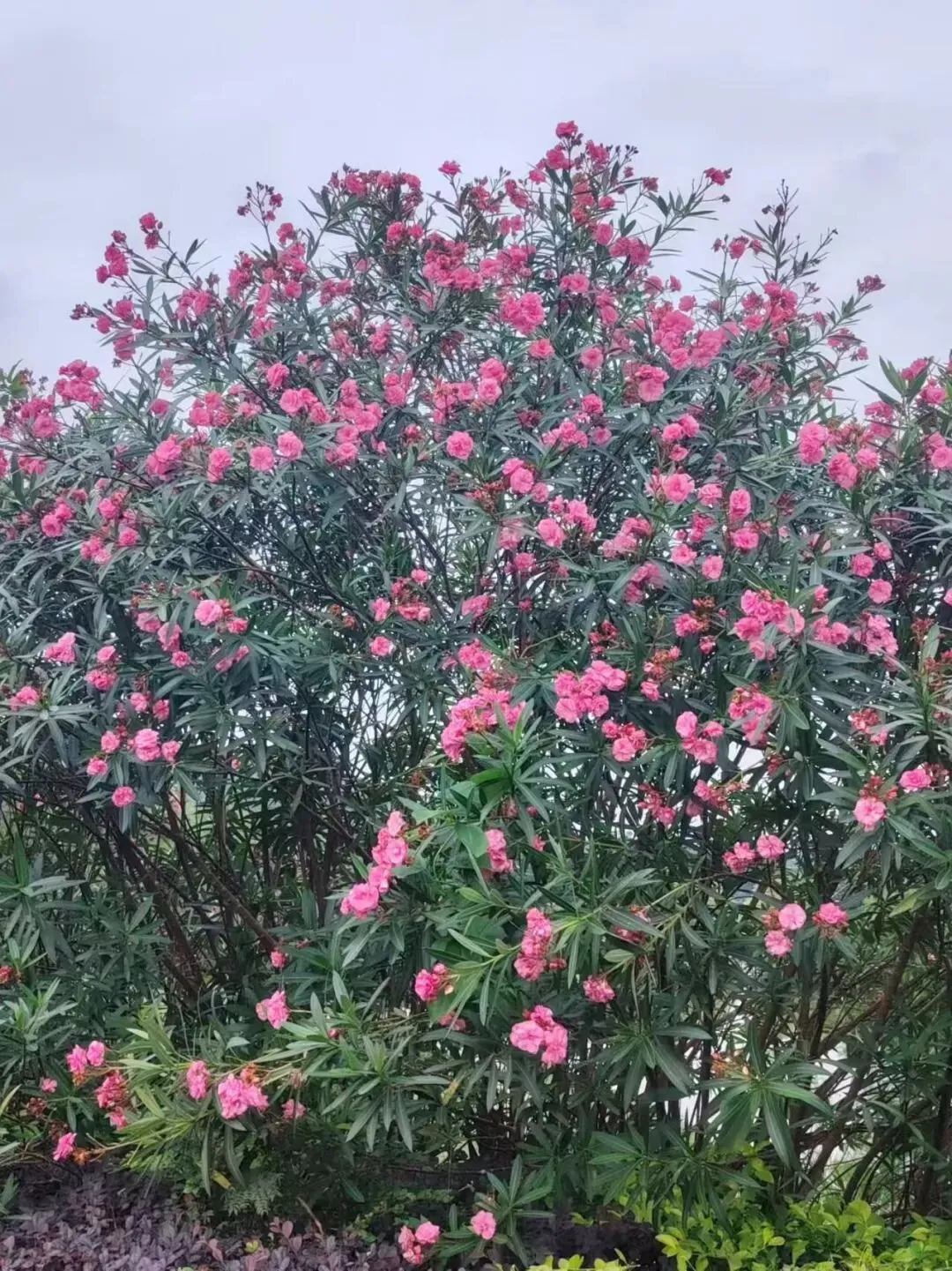 英语丨令初三新生蒙圈的七个句子成分和三大从句-第5张图片-四季读书网