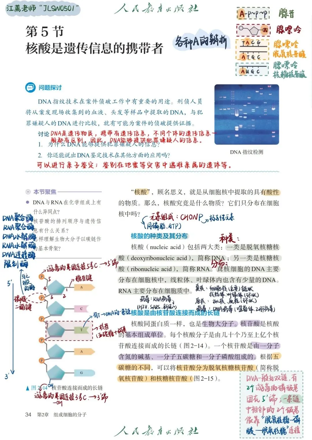 《核酸是遗传信息的携带者》试卷完整解析+易错知识点汇总-第1张图片-四季读书网