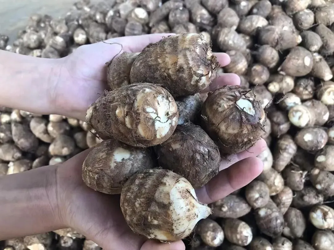 今日十月初三,国庆假期正当时,建议:1要聚,2要回,吃3样,忌1事,阖家欢乐福满门-第3张图片-四季读书网
