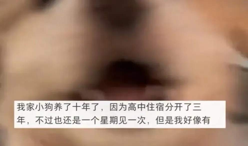 高考分数够上外省一本,他却为了10岁小狗留在省内读二本:大学有4年,可它还能有几个4年?-第1张图片-四季读书网
