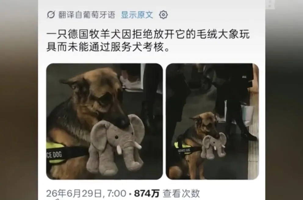 高考分数够上外省一本,他却为了10岁小狗留在省内读二本:大学有4年,可它还能有几个4年?-第4张图片-四季读书网