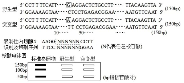 生物高考真题 | 2023年高考生物真题(广东卷)-第11张图片-四季读书网