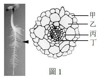 2022年度台湾省高考生物考科试卷-第3张图片-四季读书网 2022年度台湾省高考生物考科试卷-第3张图片-四季读书网