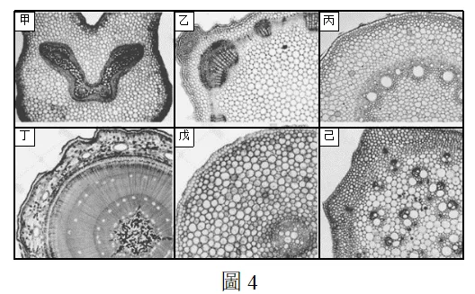 2022年度台湾省高考生物考科试卷-第6张图片-四季读书网 2022年度台湾省高考生物考科试卷-第6张图片-四季读书网