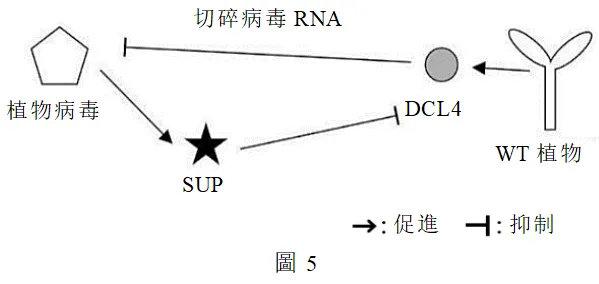 2022年度台湾省高考生物考科试卷-第7张图片-四季读书网 2022年度台湾省高考生物考科试卷-第7张图片-四季读书网