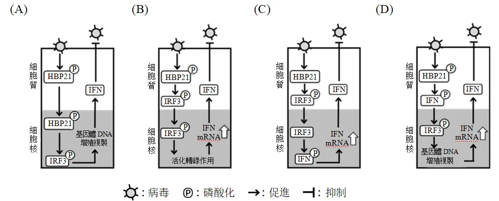 2022年度台湾省高考生物考科试卷-第10张图片-四季读书网 2022年度台湾省高考生物考科试卷-第10张图片-四季读书网