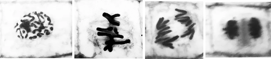 2022年度台湾省高考生物考科试卷-第20张图片-四季读书网 2022年度台湾省高考生物考科试卷-第20张图片-四季读书网
