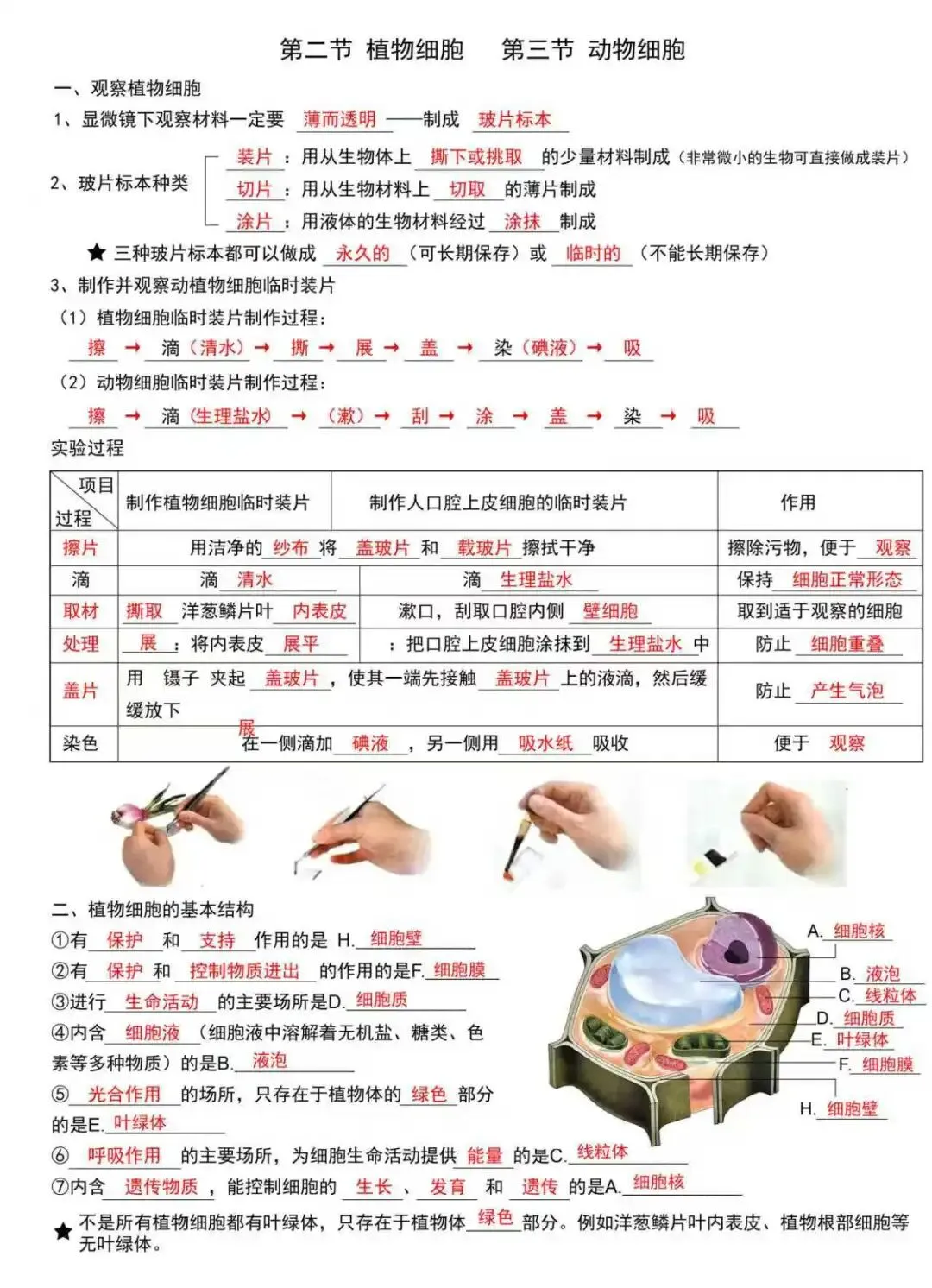 初一新版 2026 七上生物全册核心梳理背诵总结+填空总结,电子打印版!-第4张图片-四季读书网