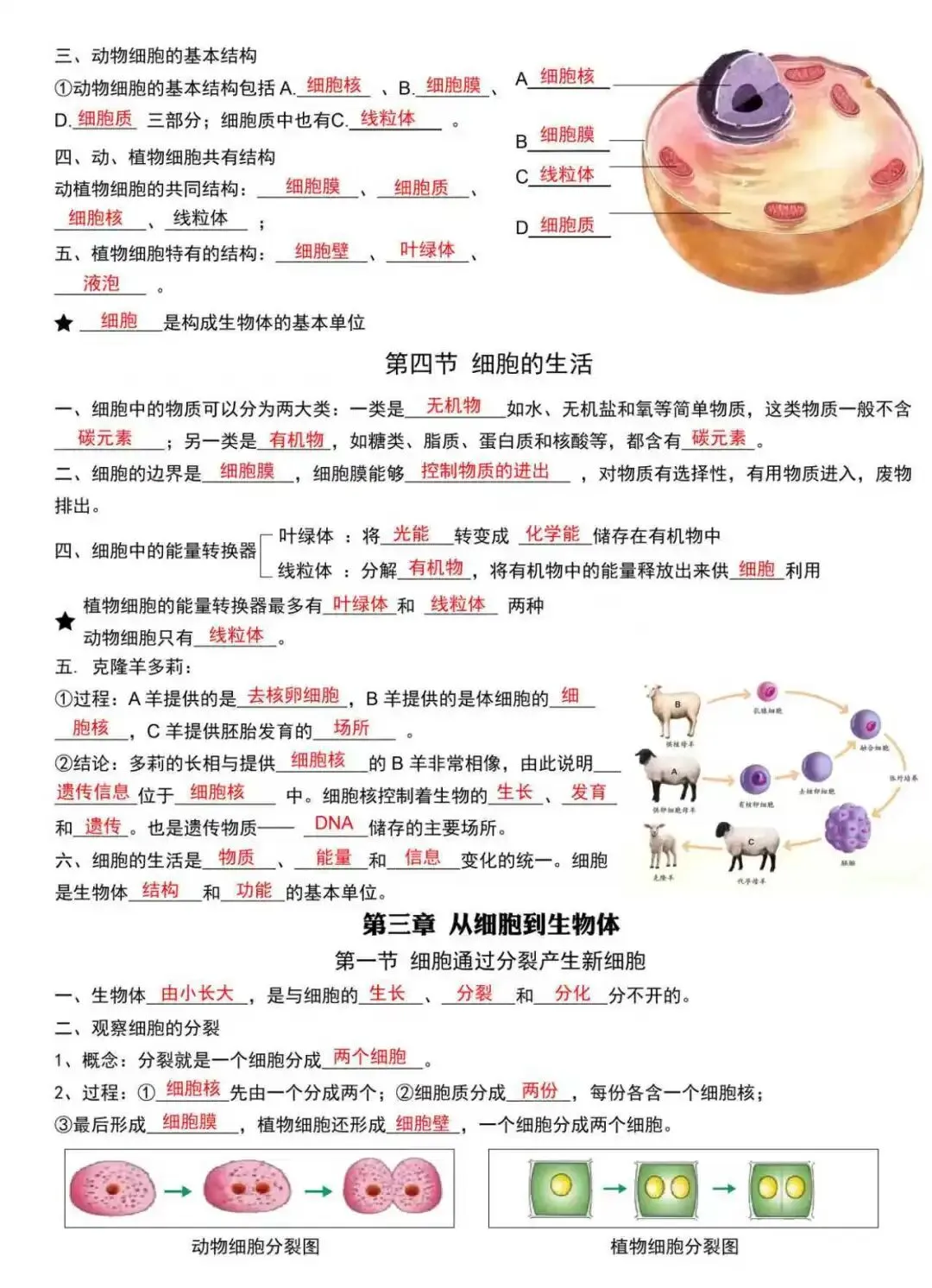 初一新版 2026 七上生物全册核心梳理背诵总结+填空总结,电子打印版!-第5张图片-四季读书网