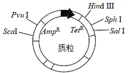 生物高考真题 | 2023年高考生物真题(湖北卷)-第2张图片-四季读书网 生物高考真题 | 2023年高考生物真题(湖北卷)-第2张图片-四季读书网