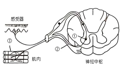 生物高考真题 | 2023年高考生物真题(湖北卷)-第13张图片-四季读书网 生物高考真题 | 2023年高考生物真题(湖北卷)-第13张图片-四季读书网