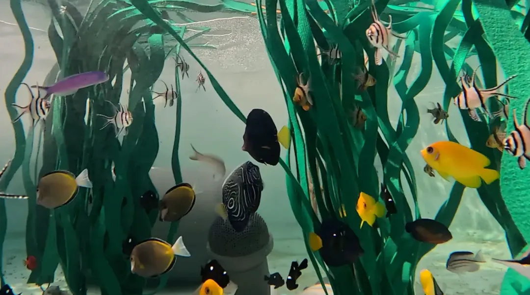 【中考匠】任务型阅读:近 500 只遭走私动物获救:水族馆连夜为它们安家-第1张图片-四季读书网 【中考匠】任务型阅读:近 500 只遭走私动物获救:水族馆连夜为它们安家-第1张图片-四季读书网