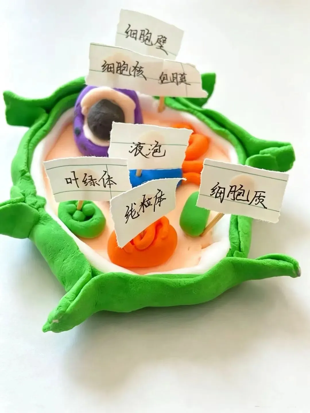 初一年级生物特色手工作业展示-第5张图片-四季读书网 初一年级生物特色手工作业展示-第5张图片-四季读书网