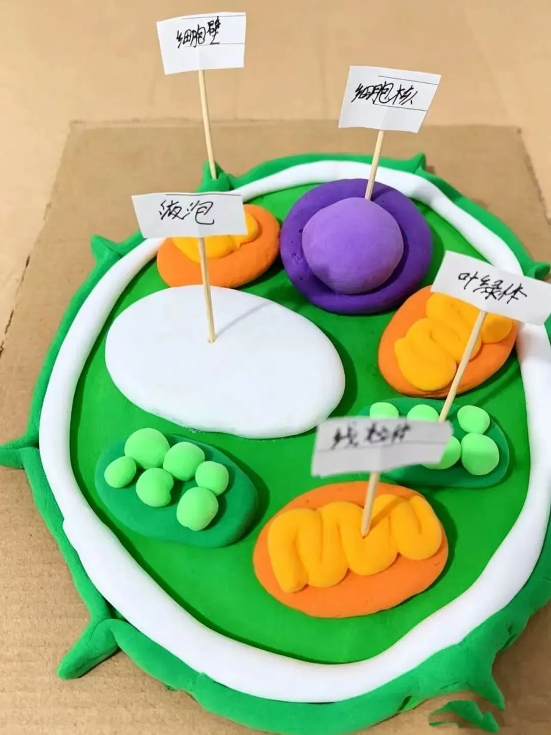 初一年级生物特色手工作业展示-第6张图片-四季读书网 初一年级生物特色手工作业展示-第6张图片-四季读书网