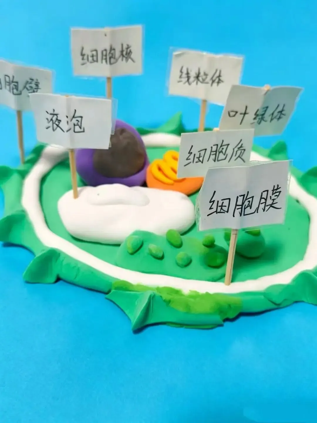 初一年级生物特色手工作业展示-第7张图片-四季读书网 初一年级生物特色手工作业展示-第7张图片-四季读书网