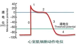 真题分享 | 执兽考试易错题之动物生理学篇(五)-第4张图片-四季读书网