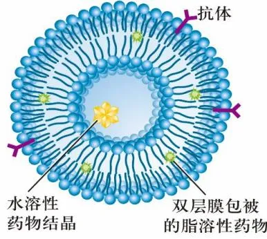 脂质体|高考新情境常客!磷脂打造的“药物快递盒”-第3张图片-四季读书网 脂质体|高考新情境常客!磷脂打造的“药物快递盒”-第3张图片-四季读书网