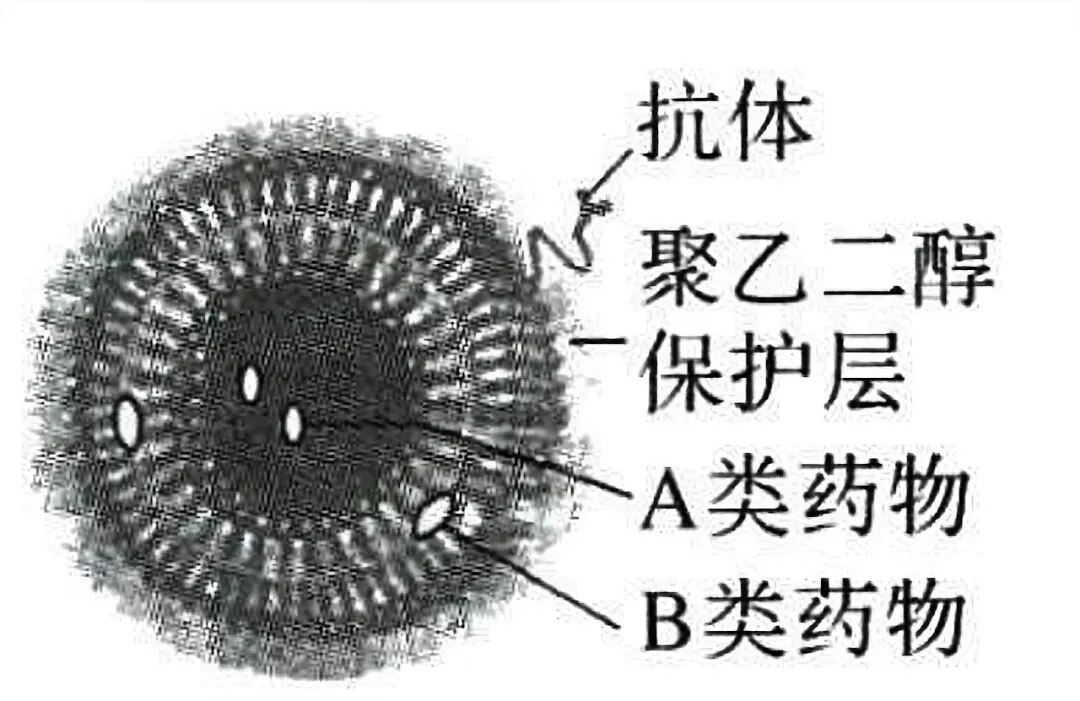 脂质体|高考新情境常客!磷脂打造的“药物快递盒”-第4张图片-四季读书网 脂质体|高考新情境常客!磷脂打造的“药物快递盒”-第4张图片-四季读书网