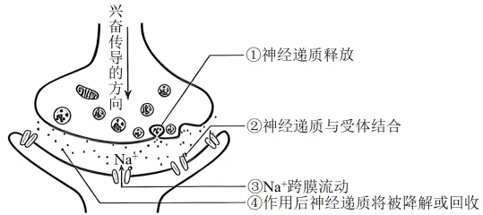 生物高考真题 | 2023年高考生物真题(辽宁卷)-第2张图片-四季读书网 生物高考真题 | 2023年高考生物真题(辽宁卷)-第2张图片-四季读书网