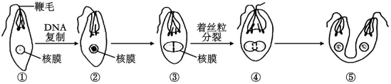 生物高考真题 | 2023年高考生物真题(辽宁卷)-第4张图片-四季读书网 生物高考真题 | 2023年高考生物真题(辽宁卷)-第4张图片-四季读书网