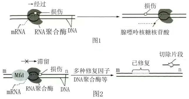 生物高考真题 | 2023年高考生物真题(辽宁卷)-第9张图片-四季读书网 生物高考真题 | 2023年高考生物真题(辽宁卷)-第9张图片-四季读书网