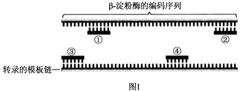 生物高考真题 | 2023年高考生物真题(辽宁卷)-第16张图片-四季读书网 生物高考真题 | 2023年高考生物真题(辽宁卷)-第16张图片-四季读书网