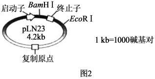 生物高考真题 | 2023年高考生物真题(辽宁卷)-第17张图片-四季读书网 生物高考真题 | 2023年高考生物真题(辽宁卷)-第17张图片-四季读书网