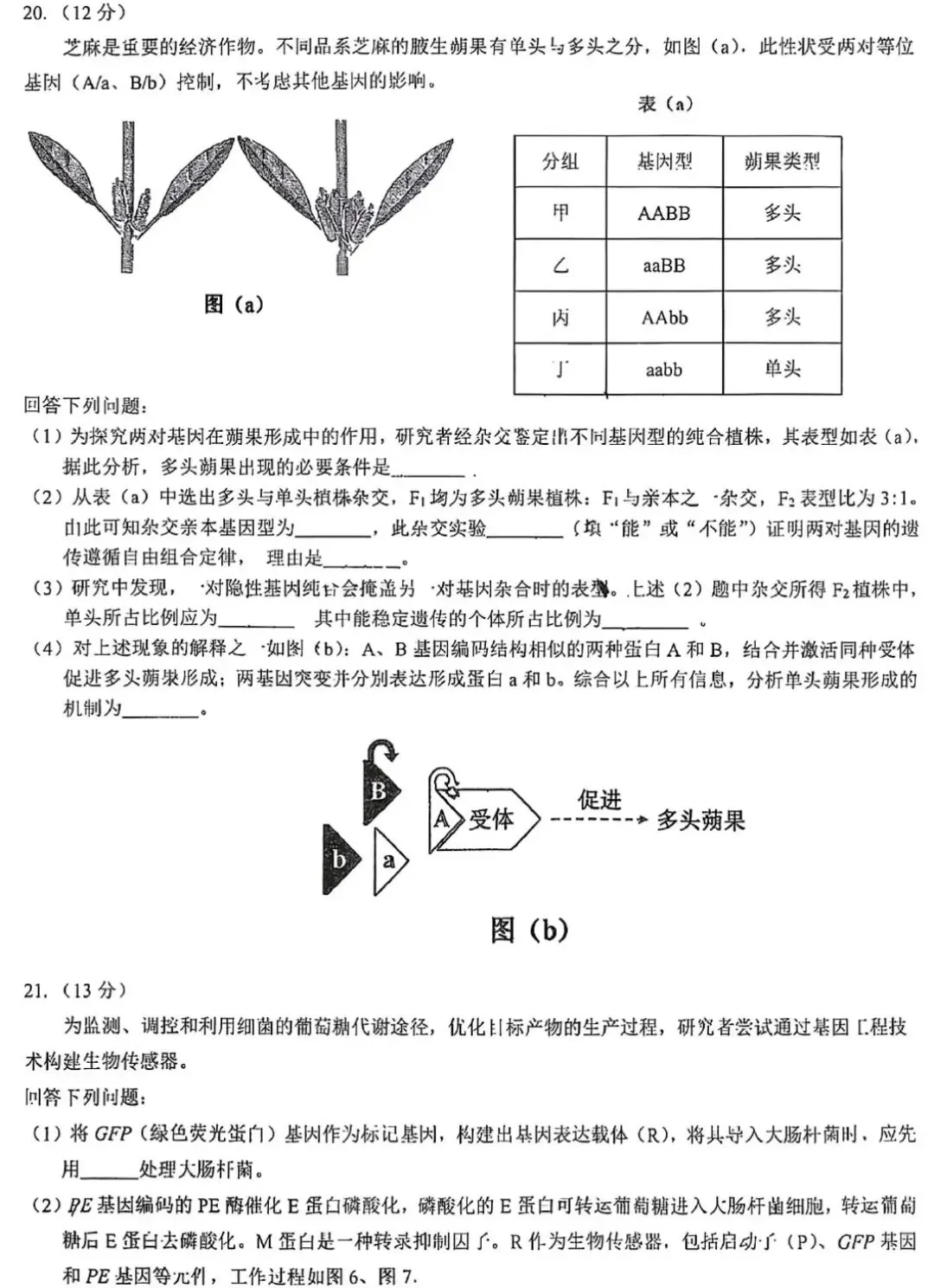 【高中生物】高三生物模拟试卷(6)-第10张图片-四季读书网 【高中生物】高三生物模拟试卷(6)-第10张图片-四季读书网