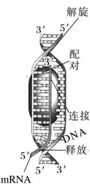 山东高考每日一练(17)-第2张图片-四季读书网 山东高考每日一练(17)-第2张图片-四季读书网