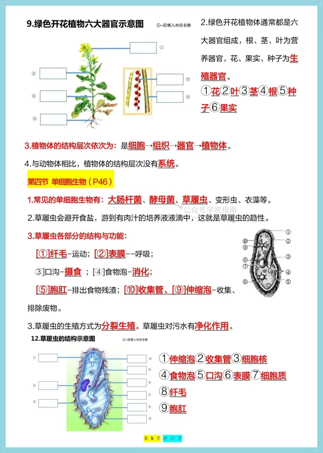 初一生物|2026年七年级上册生物全册重点知识总结(背诵+默写)-第14张图片-四季读书网 初一生物|2026年七年级上册生物全册重点知识总结(背诵+默写)-第14张图片-四季读书网