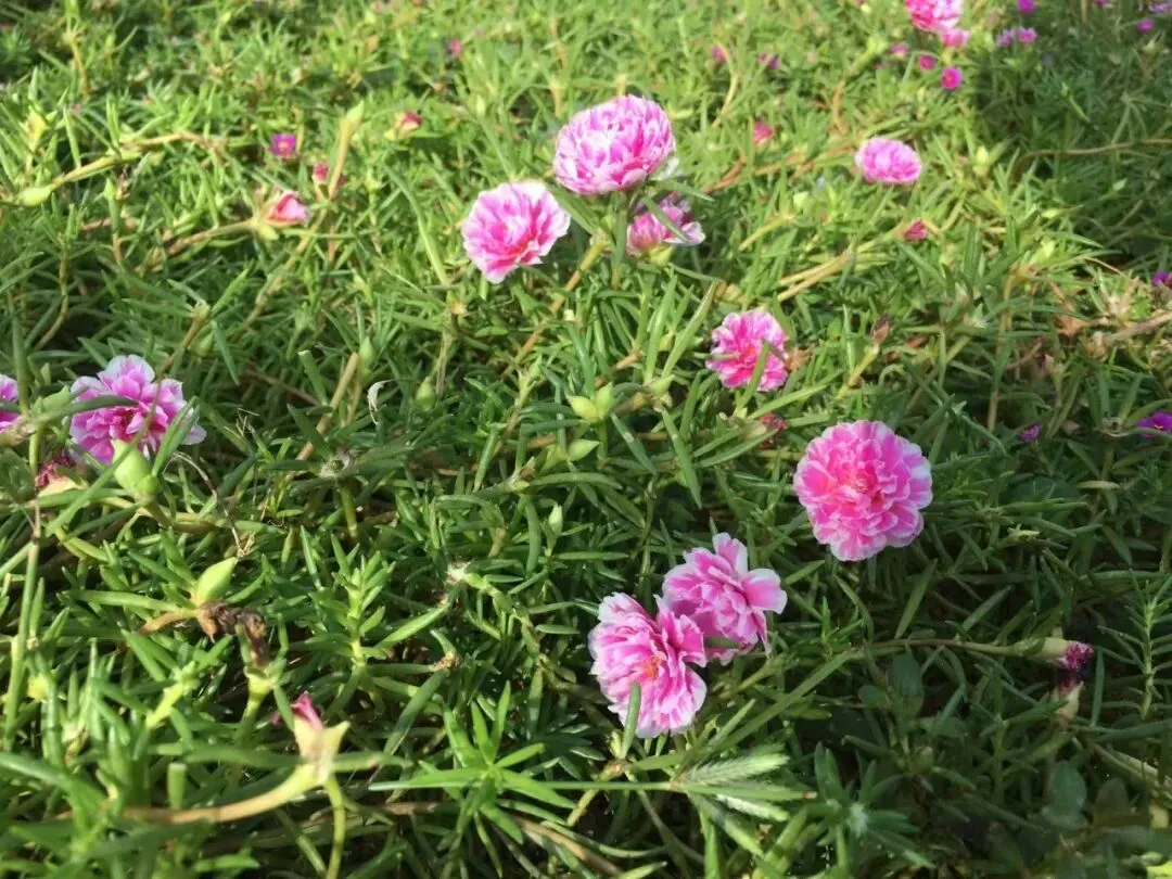 初三那年酣畅淋漓的师生同行-第1张图片-四季读书网