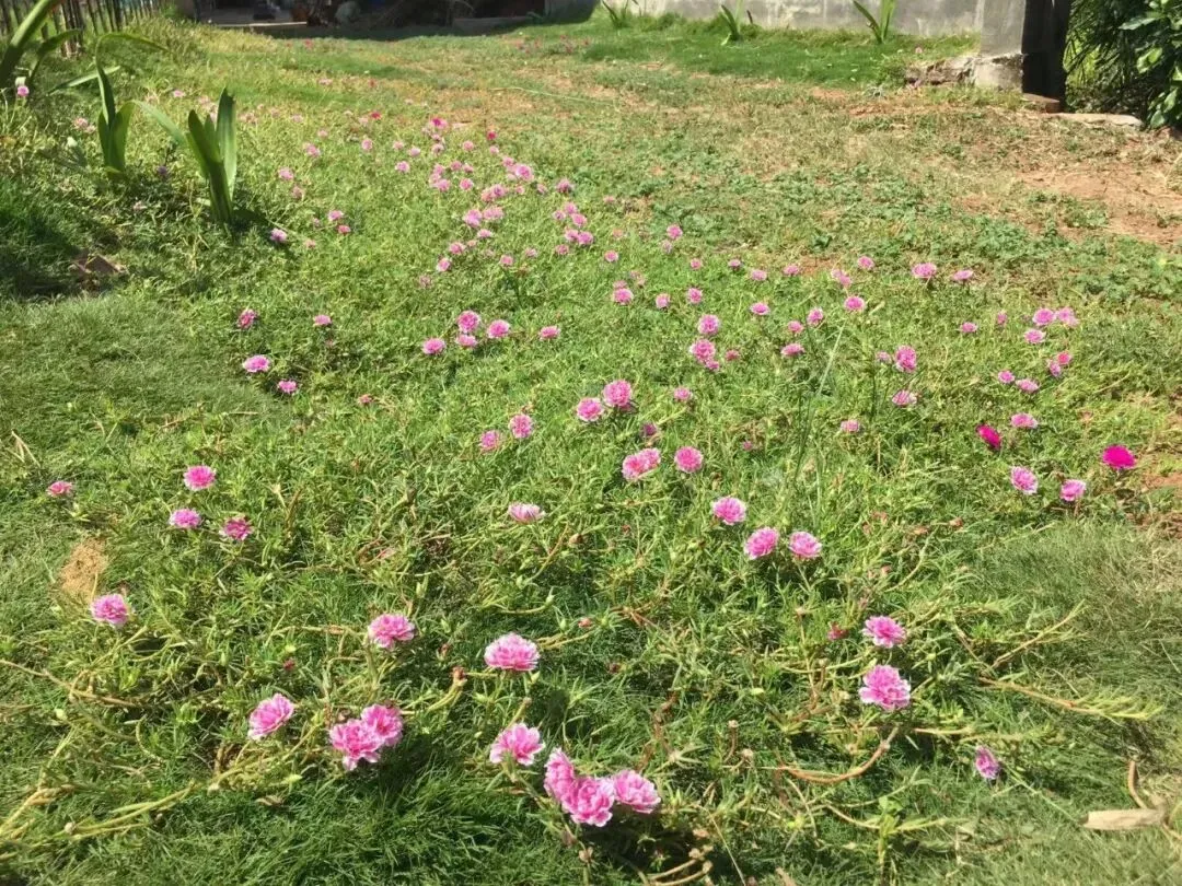 初三那年酣畅淋漓的师生同行-第2张图片-四季读书网