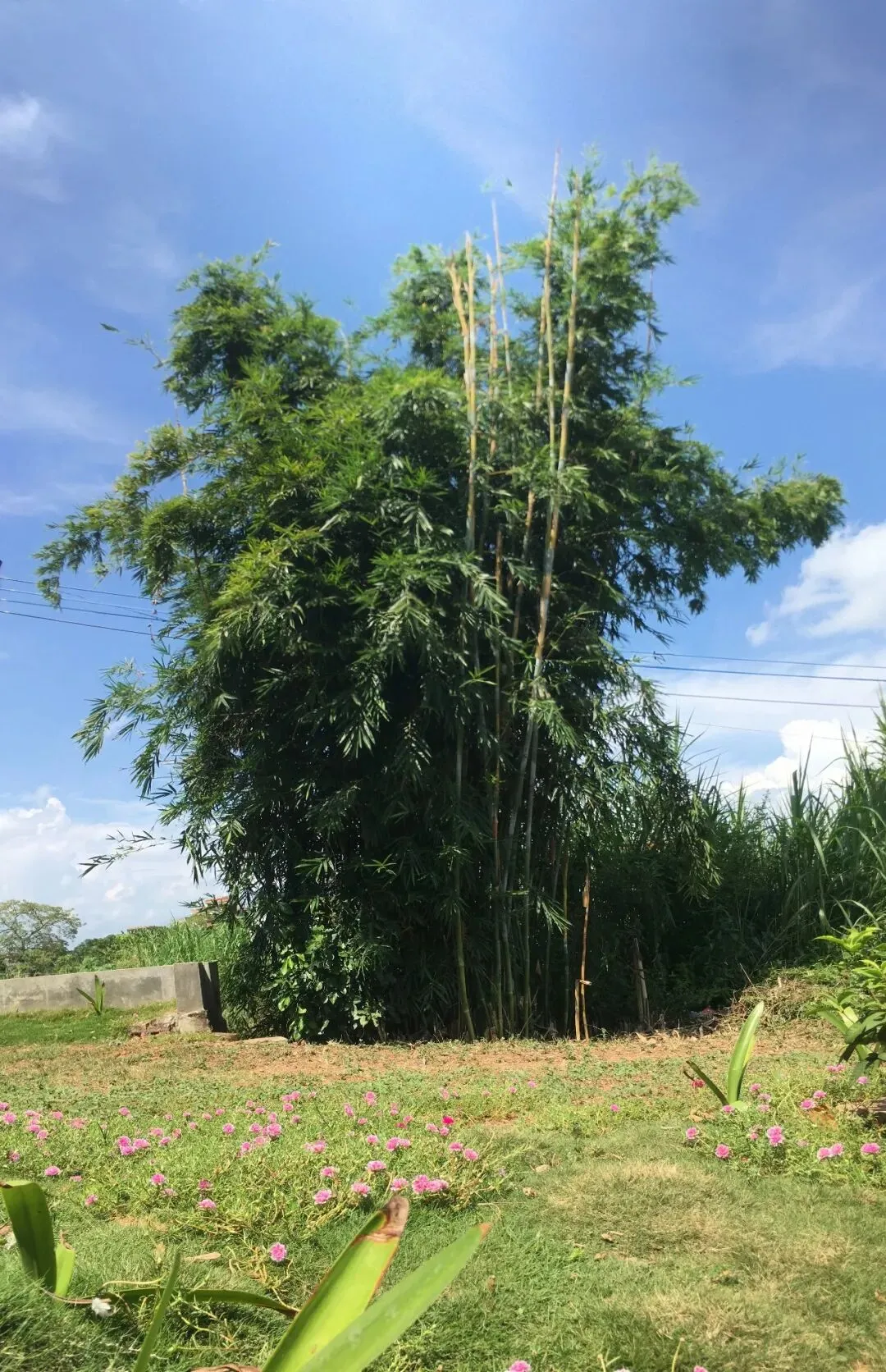 初三那年酣畅淋漓的师生同行-第5张图片-四季读书网