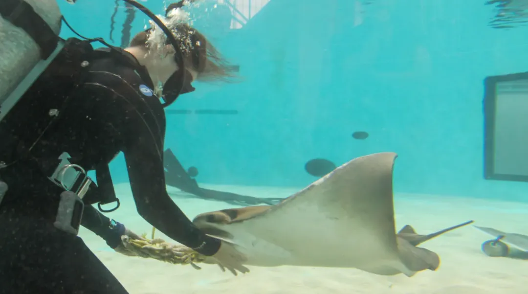 【中考匠】完形填空:这条鳐鱼 27 岁了:水族馆给它办了场生日派对-第1张图片-四季读书网