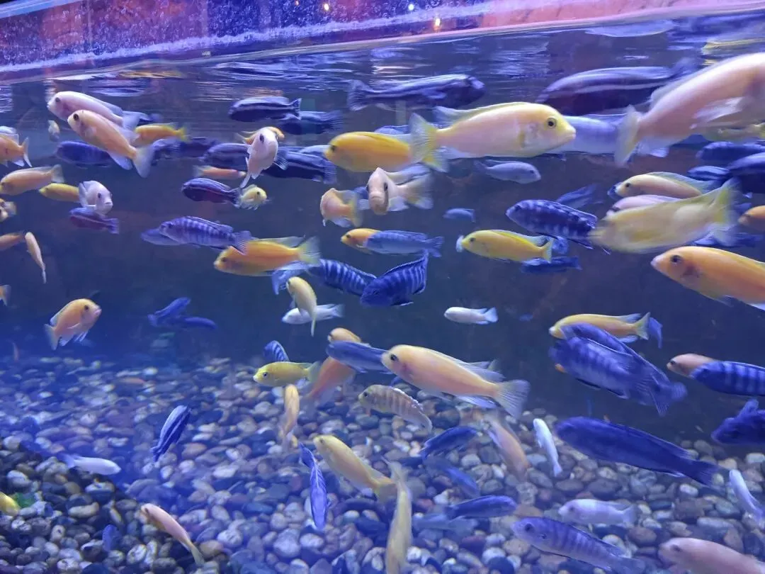 家有初三学生哥之国庆节期间……-第5张图片-四季读书网