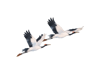 【山水热点透析】缅北电诈覆灭纪实|读懂中考道德与法治背后的时代重量-第29张图片-四季读书网